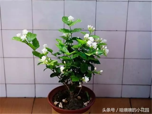 盆栽茉莉花,這樣配土,再加1料,茉莉對味,長得歡!