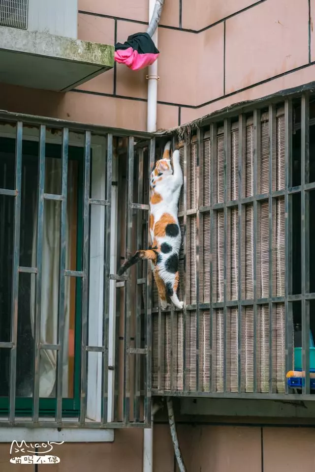 這壯得像只小型犬的大花貓,連回家都是不走尋常路的!