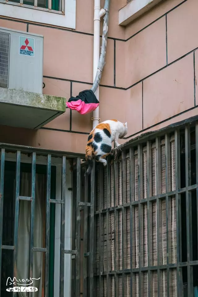 這壯得像只小型犬的大花貓,連回家都是不走尋常路的!