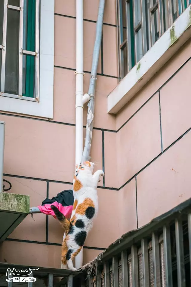 這壯得像只小型犬的大花貓,連回家都是不走尋常路的!