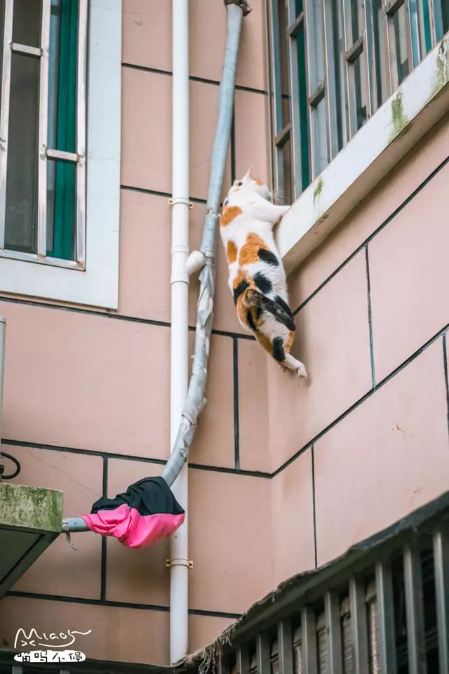 這壯得像只小型犬的大花貓,連回家都是不走尋常路的!
