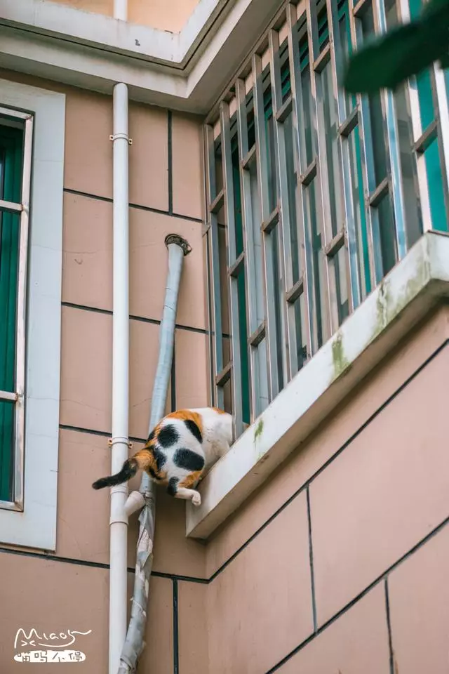 這壯得像只小型犬的大花貓,連回家都是不走尋常路的!