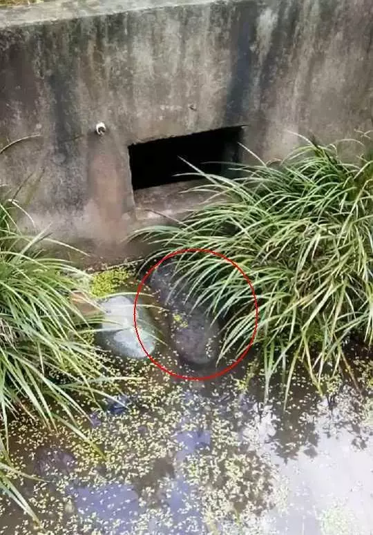 男子在橋下排水處驚見大魚,高興的用手往下面抓,沒想到仔細一看…瞬間傻了!