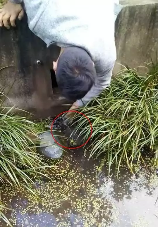 男子在橋下排水處驚見大魚,高興的用手往下面抓,沒想到仔細一看…瞬間傻了!