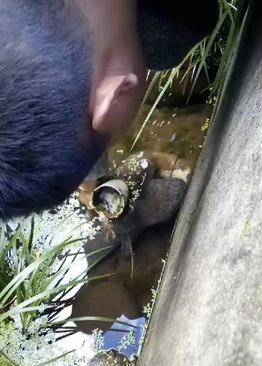 男子在橋下排水處驚見大魚,高興的用手往下面抓,沒想到仔細一看…瞬間傻了!