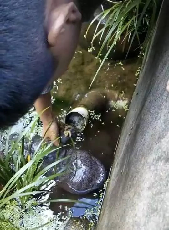男子在橋下排水處驚見大魚,高興的用手往下面抓,沒想到仔細一看…瞬間傻了!