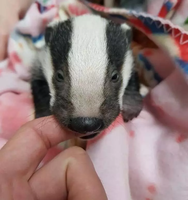21張「心情再怎麼差也會嘴角失守」的動物萌照