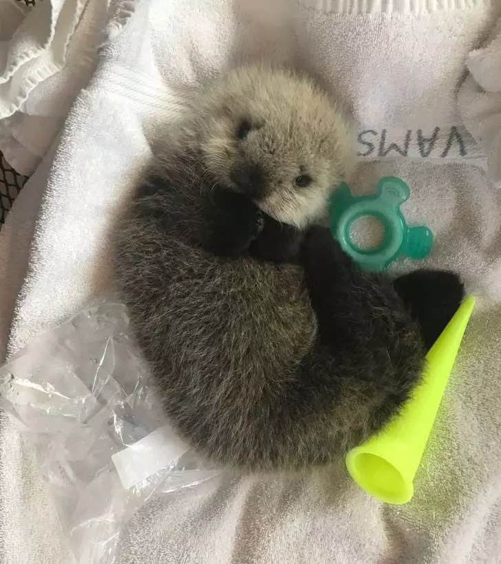 21張「心情再怎麼差也會嘴角失守」的動物萌照