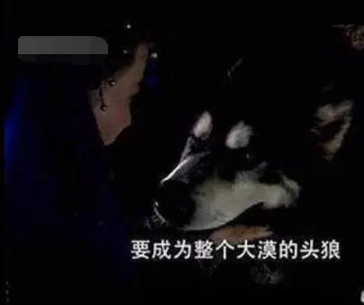 劇組的導演真有才,看過這些鏡頭,才知道我們竟然被騙了好多年!