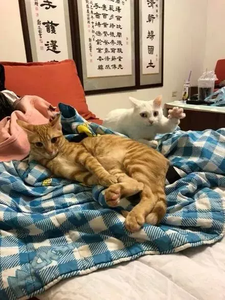 白貓想偷襲橘貓屁股,卻被主人拍到這一切,它的表情讓人笑噴了……
