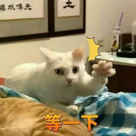 白貓想偷襲橘貓屁股,卻被主人拍到這一切,它的表情讓人笑噴了……