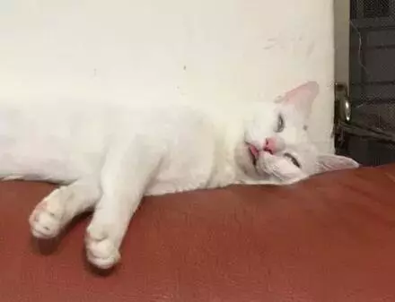 白貓想偷襲橘貓屁股,卻被主人拍到這一切,它的表情讓人笑噴了……