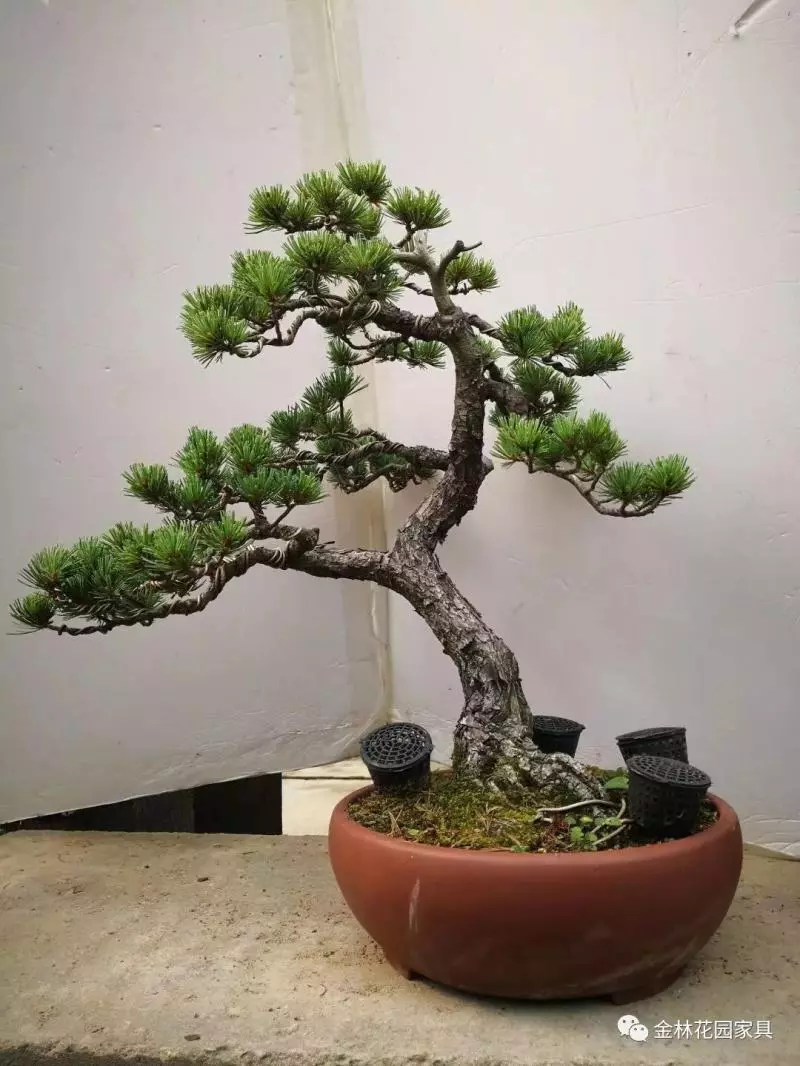盆景入坑必讀,少走彎路!