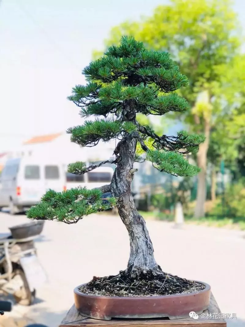 盆景入坑必讀,少走彎路!