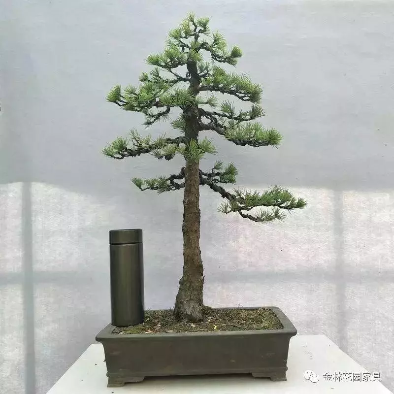 盆景入坑必讀,少走彎路!
