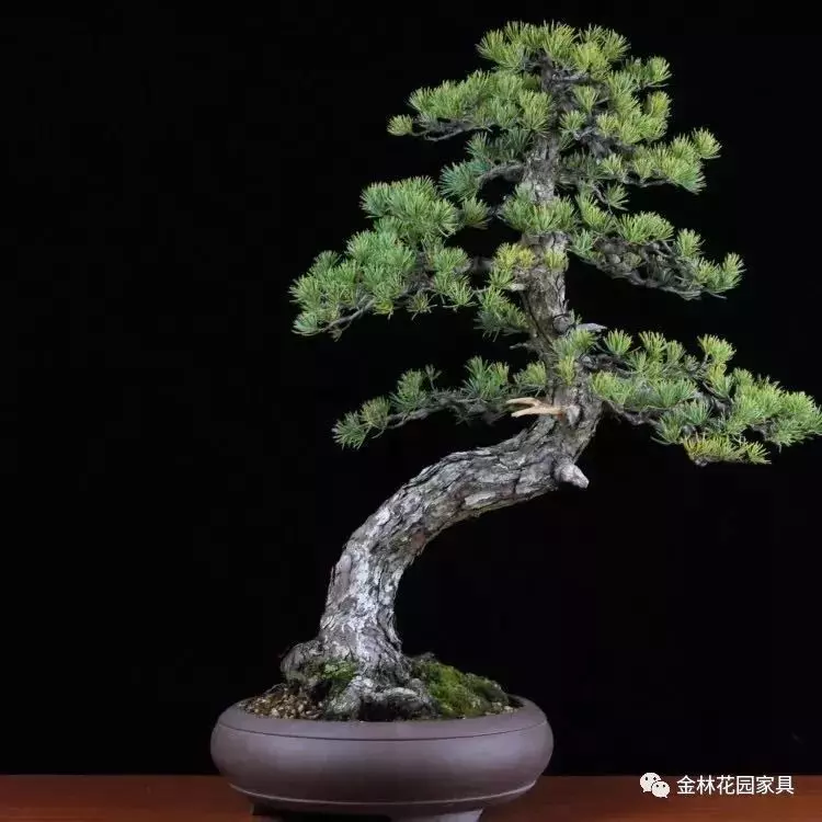 盆景入坑必讀,少走彎路!