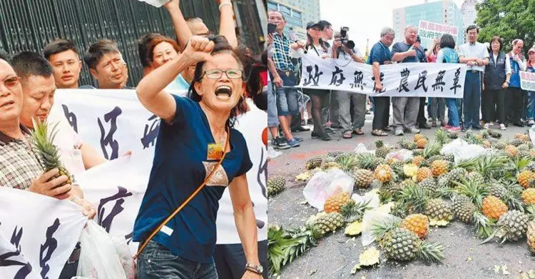 官商勾結?果農接二血本無歸...鳳梨50斤買不起一個便當!北上抗議政府無能「只講幹話」