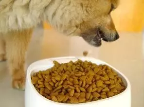 為什麼狗要把食物從碗裡叼到地上? 可是有原因的哦
