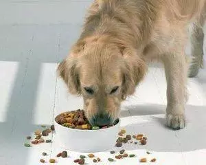 為什麼狗要把食物從碗裡叼到地上? 可是有原因的哦