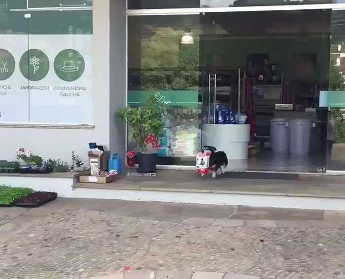 鏡頭跟著拍「汪汪自己買飯飯」 叼著戰利品奔回家的模樣有夠萌