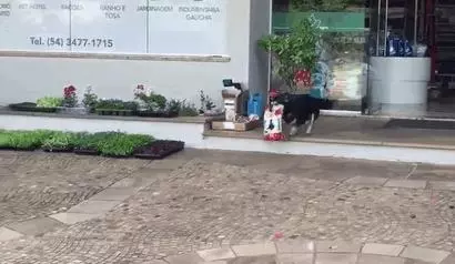 鏡頭跟著拍「汪汪自己買飯飯」 叼著戰利品奔回家的模樣有夠萌