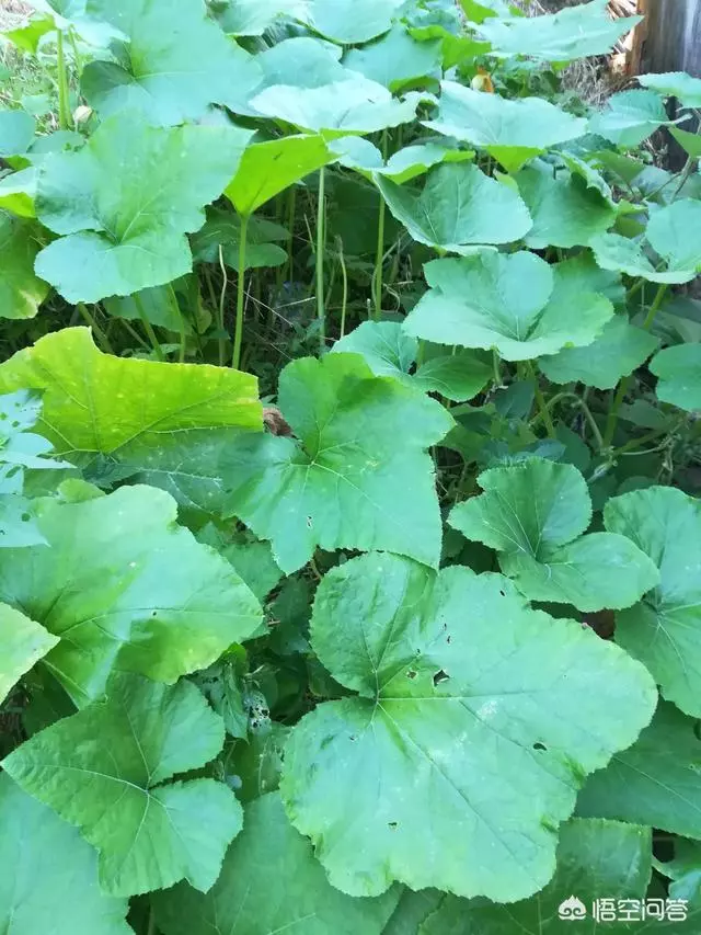 種下的南瓜為什麼只開花不結果實呢??我想有以下三種情況: