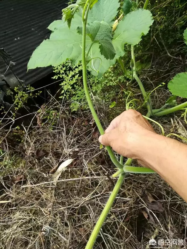 種下的南瓜為什麼只開花不結果實呢??我想有以下三種情況: