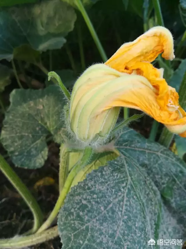 種下的南瓜為什麼只開花不結果實呢??我想有以下三種情況:
