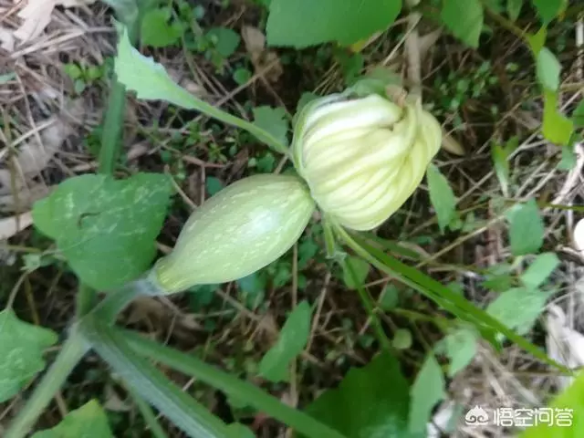 種下的南瓜為什麼只開花不結果實呢??我想有以下三種情況: