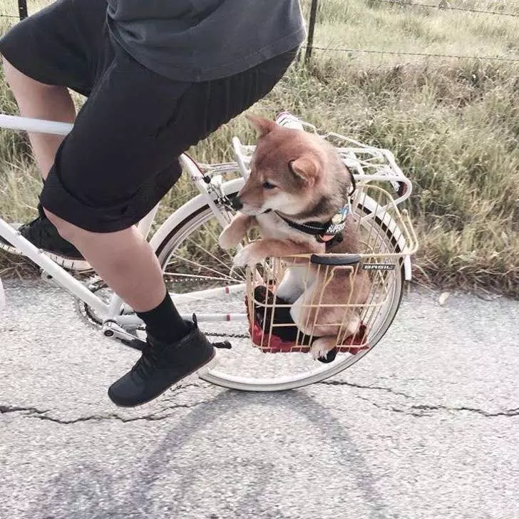 21張「心情再怎麼差也會嘴角失守」的動物萌照