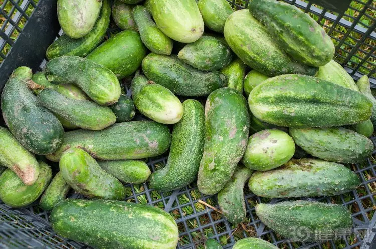 黃瓜是夏季果蔬的「王牌」!6個優點值得誇讚