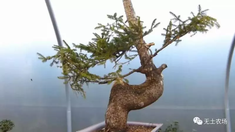 這個老外做盆景的技法還真不一樣,還有用火來烤的技法!