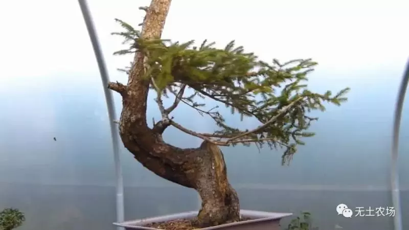 這個老外做盆景的技法還真不一樣,還有用火來烤的技法!