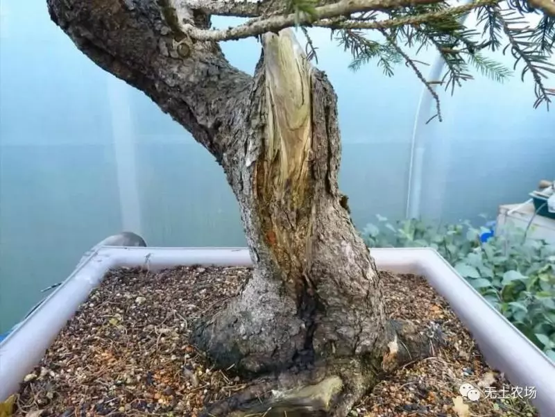 這個老外做盆景的技法還真不一樣,還有用火來烤的技法!