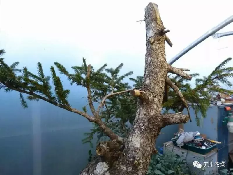 這個老外做盆景的技法還真不一樣,還有用火來烤的技法!