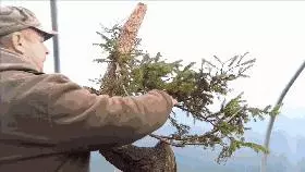這個老外做盆景的技法還真不一樣,還有用火來烤的技法!