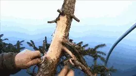 這個老外做盆景的技法還真不一樣,還有用火來烤的技法!