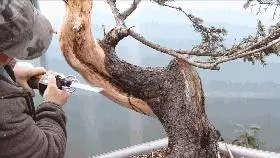 這個老外做盆景的技法還真不一樣,還有用火來烤的技法!