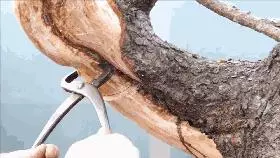 這個老外做盆景的技法還真不一樣,還有用火來烤的技法!