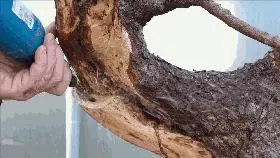 這個老外做盆景的技法還真不一樣,還有用火來烤的技法!