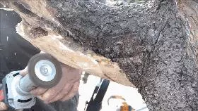 這個老外做盆景的技法還真不一樣,還有用火來烤的技法!