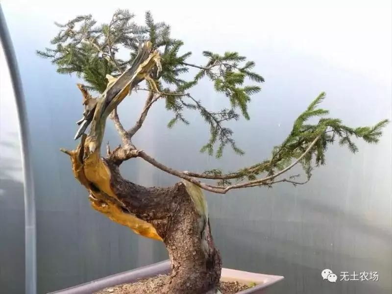 這個老外做盆景的技法還真不一樣,還有用火來烤的技法!