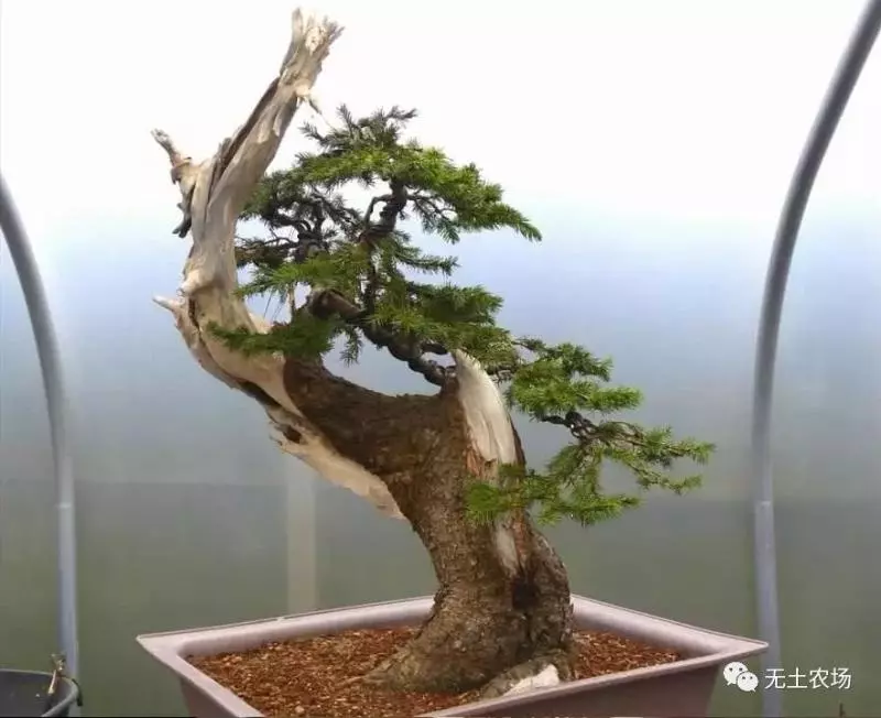 這個老外做盆景的技法還真不一樣,還有用火來烤的技法!
