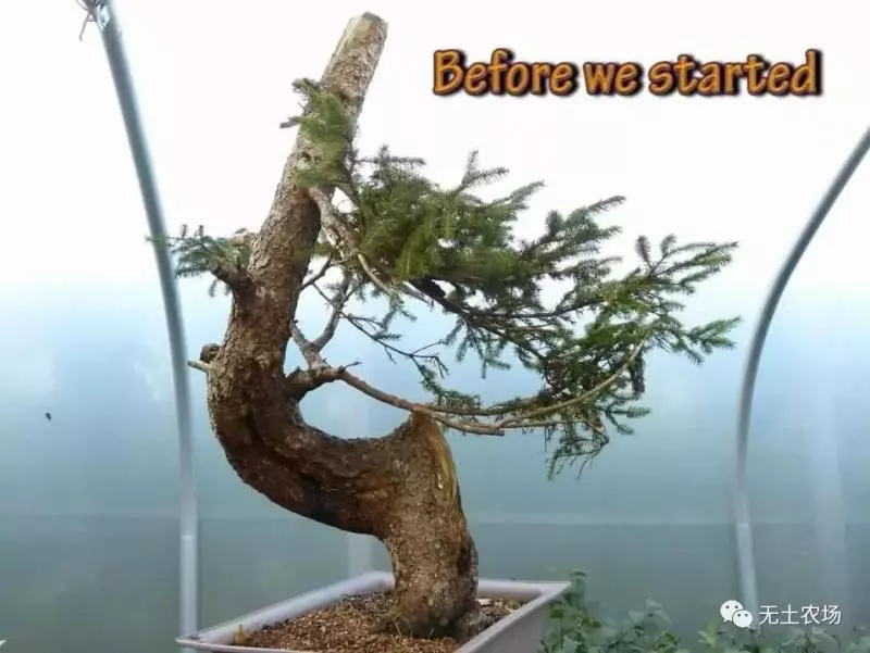 這個老外做盆景的技法還真不一樣,還有用火來烤的技法!