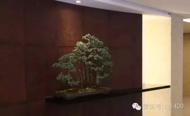 家中有一景,主人必富貴!