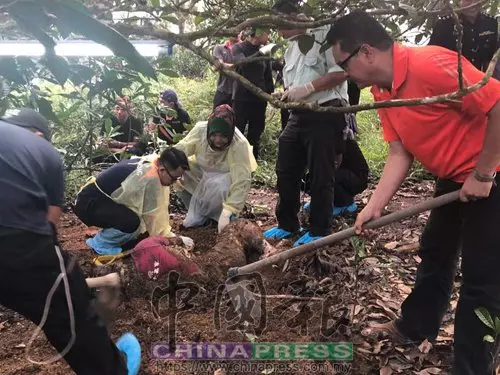 斷背男遭勒斃 埋屍榴槤園
