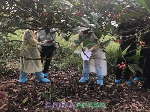 斷背男遭勒斃 埋屍榴槤園