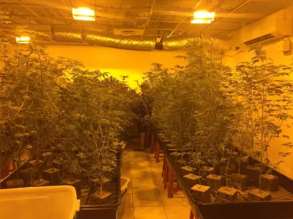 房客不繳租飄出青草味 破門驚見600株 「大麻植物園」