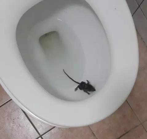 家中馬桶驚見小老鼠! 網友嚇爆:差點坐下去