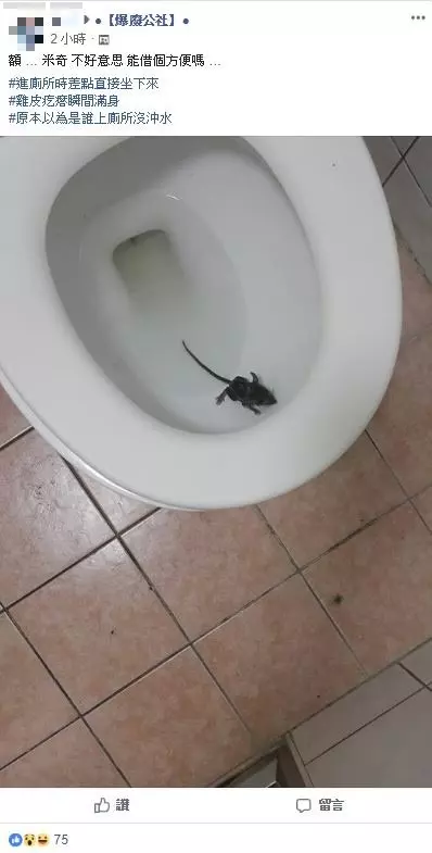 家中馬桶驚見小老鼠! 網友嚇爆:差點坐下去